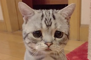 sad cat.jpg