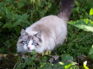 100_1487 (Copier).JPG