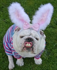 easter-dog.jpg