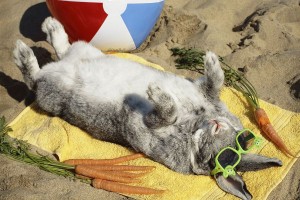 lapin-vacances (Copier).jpg