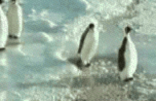 pingouin.gif